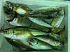 鮮魚‼️　日本海産天然アジBOX‼️［真鯵］