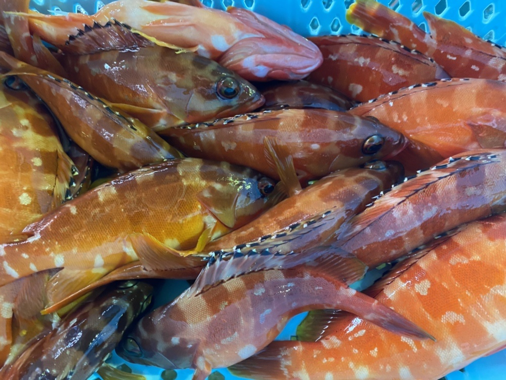 高級魚アカハタ1匹で0 8 サイズ 農家漁師から産地直送の通販 ポケットマルシェ