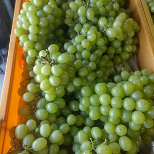 りんごセット樹上完熟　訳あり種ありシャインマスカット　2キロ　3-7房