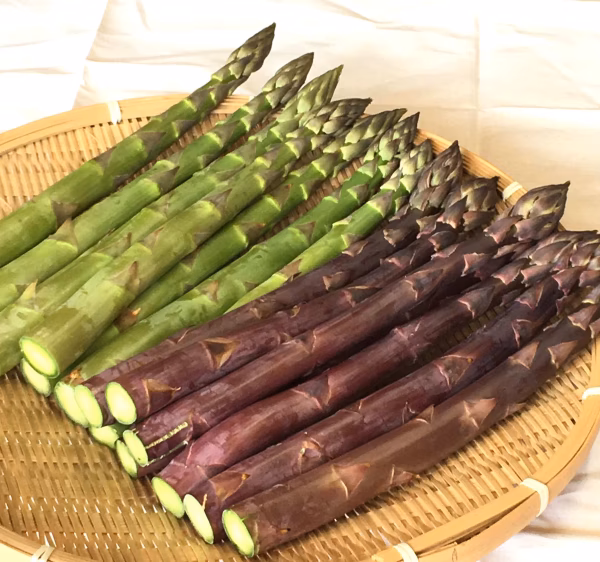 春アスパラ２色セット(グリーン・パープル)極太3Ｌサイズ