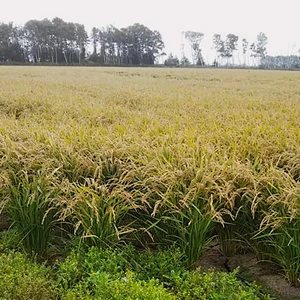 令和5年新米 特別栽培米「ななつぼし」北海道産うるち精米
