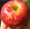 【園主一押し★リピ多数】奥州ロマン！甘いりんご好きならお試しを