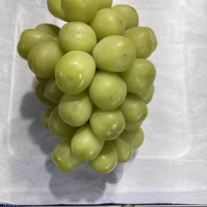 温室シャインマスカット　1房　850g～900g　温室栽培　長野県産