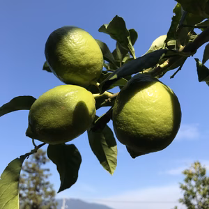 食べてみんさい！広島特別栽培レモン◆農薬不使用 