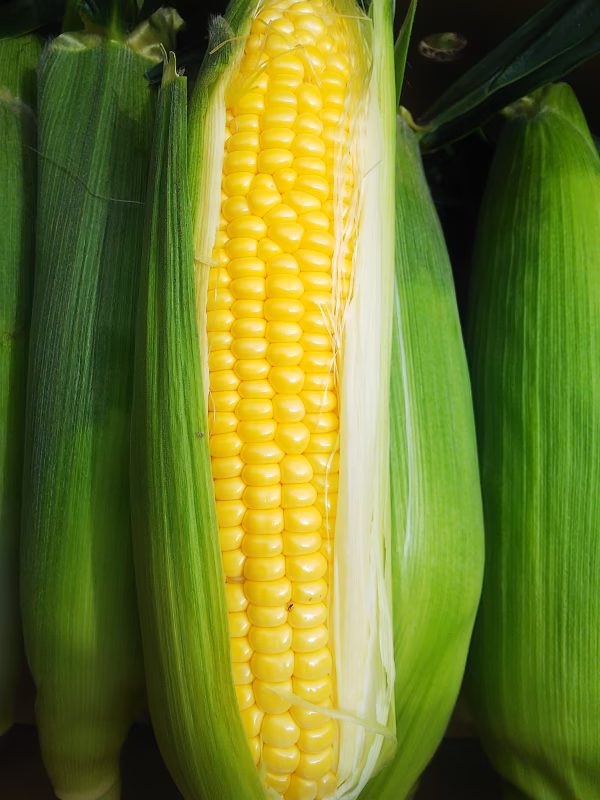 【朝採り直送】ゴールドラッシュ20本