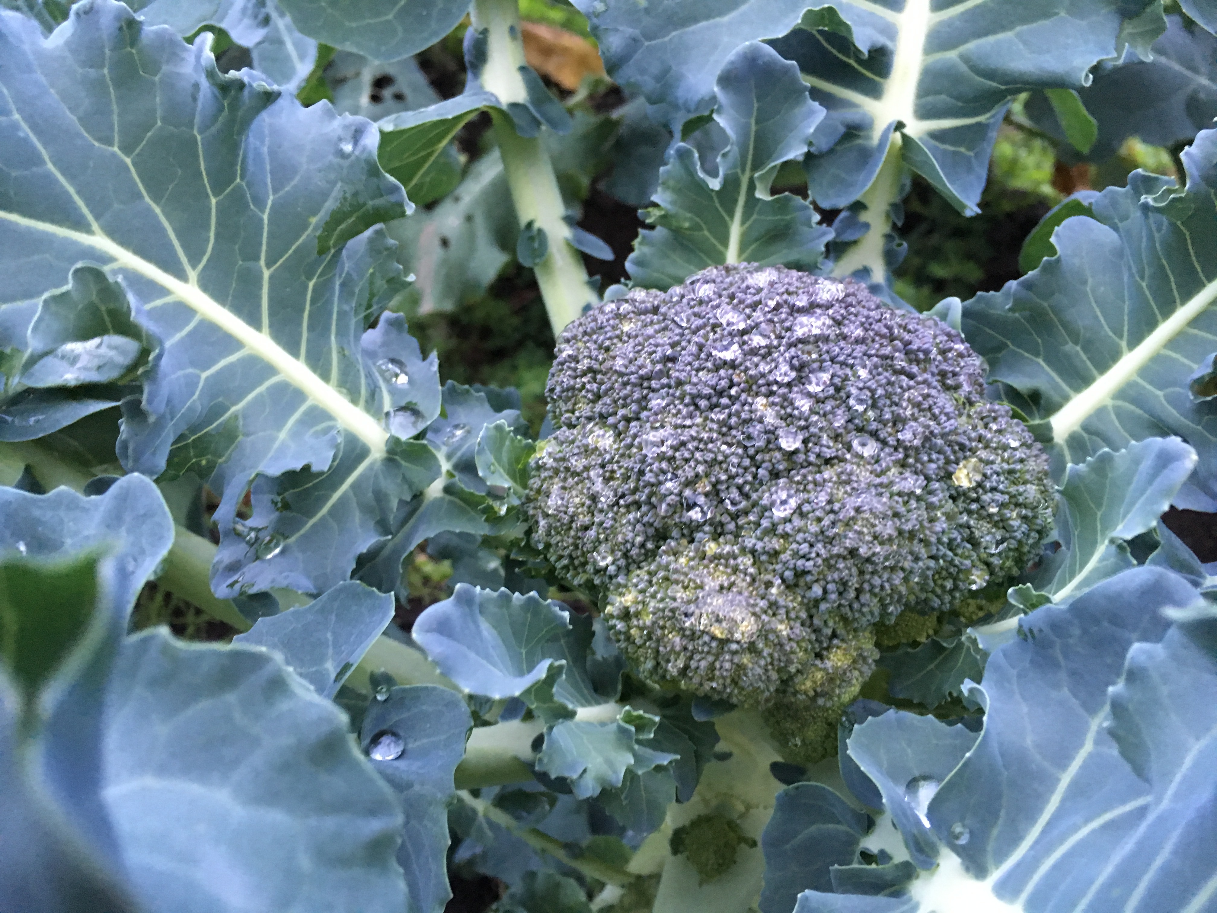 おすそ分け 黒ボク土で育った甘いブロッコリー ６個 農家漁師から産地直送の通販 ポケットマルシェ