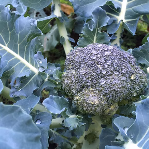 【おすそ分け】黒ボク土で育った甘いブロッコリー（６個）