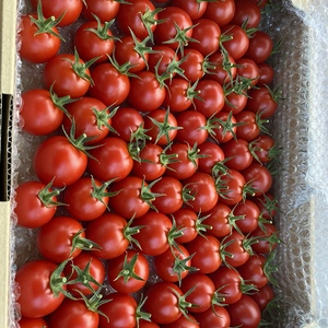 YUSA TOMATO アイメック栽培で高糖度、高機能性トマト