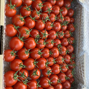 YUSA TOMATO   アイメック栽培で高糖度、高機能性トマト