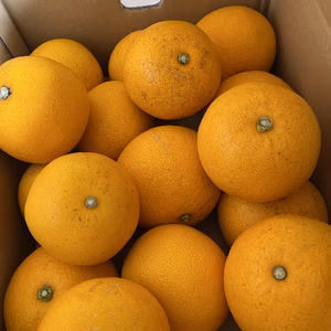 八朔と不知火の詰め合わせです