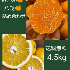 有田みかん&八朔『詰め合わせ』4.5kg（箱込）80
