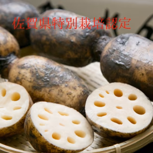 佐賀県産れんこん3キロ