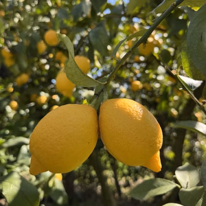 『レモン』香りもとっても良い！