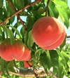 南アルプスの大地と清流が育んだ山梨の桃（自宅用・2キロ箱）