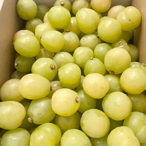 ご家庭用　瀬戸ジャイアンツ粒1.5kg　【クール便】　