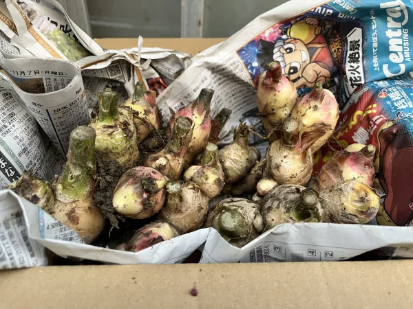 【高知県産　農薬・化学肥料不使用】土付き生姜　箱の重量込み