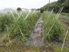 【昔ながらの露地栽培】ミニトマトアイコ２㎏・農薬、化学肥料、除草剤不使用