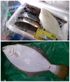 匠の活〆！！ヒラメ入り魚詰め合わせセット