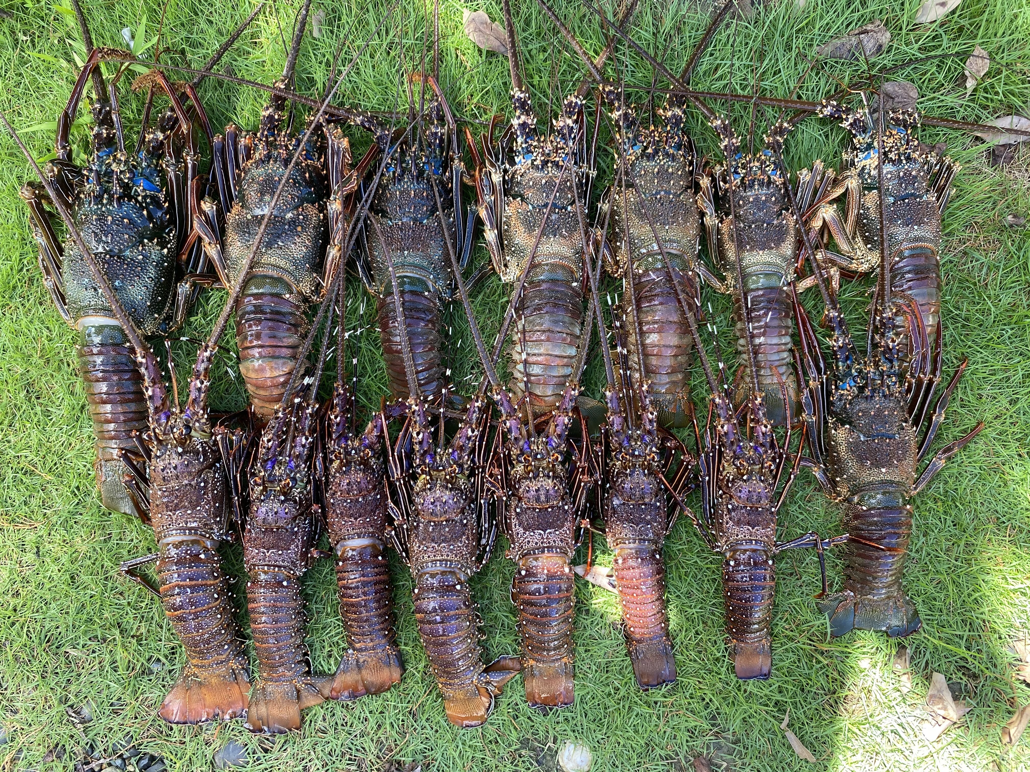 魚介類の産直通販・お取り寄せ商品｜ポケットマルシェ｜産地直送
