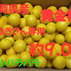 静岡県産　黄金柑　たぬきさん専用　約9.0㎏