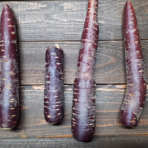 岩手山麓育ち❗パープルキャロットB品　農薬・化学肥料不使用