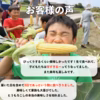【６月下旬】食卓の料理に合う⭕️ベストなジューシーとうもろこし♪５本～