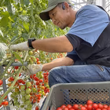 神志那清 | ヨツハトマトファーム