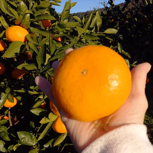第３弾大福みかん（大きなみかんです）