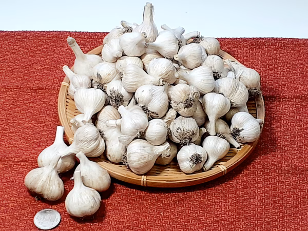 【有機ＪＡＳ認証】有機ニンニクＳＳサイズ