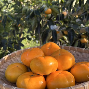 和歌山のたねなし柿 お試しSサイズ2kg（12個）ご家庭用【沖縄・離島用】