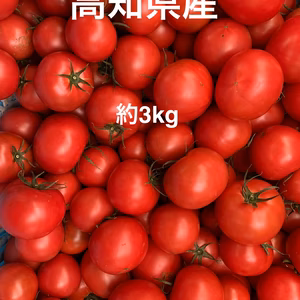 フルーツトマト　高知県産