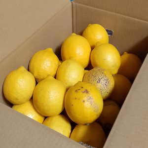 越冬レモン【農薬不使用】