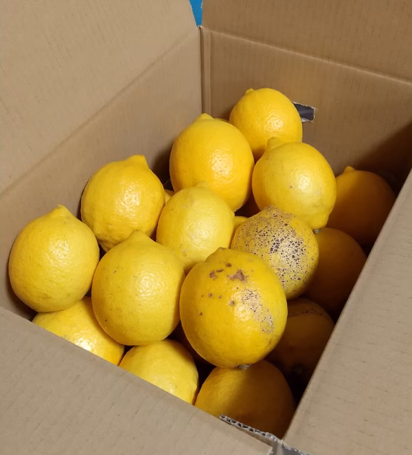 越冬レモン【農薬不使用】