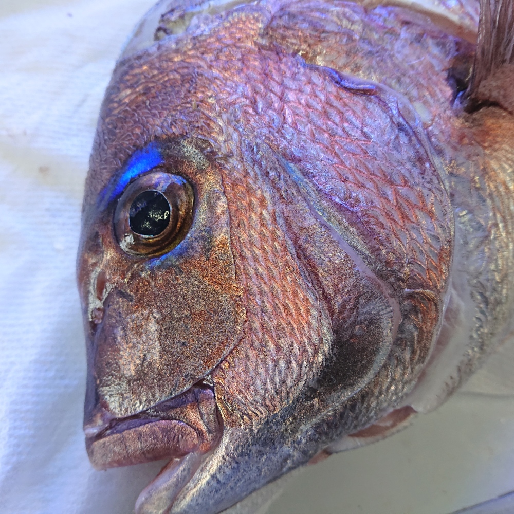 人が食すために育て上げた 真鯛 真鯛 6尾 ウロコ 内臓処理