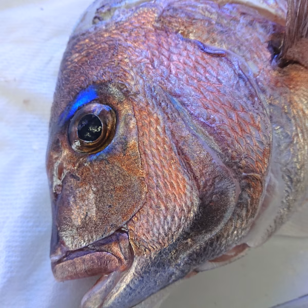 人が食すために育て上げた　真鯛