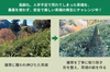 神奈川県産　寶来茶　2025年産　一番茶　農薬・化学肥料不使用 茶畑再生
