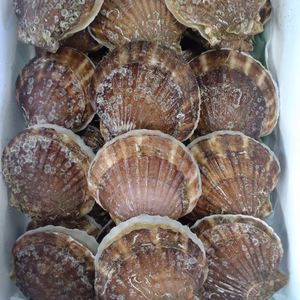 陸奥湾　活ホタテ2年貝　　小サイズ！　2kg～5kg程度