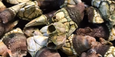 魚介ふしぎ発見！謎のタグ「#貝とか」のたしなみ