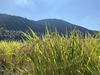 【令和5年産】九州以外でほぼ入手困難/熊本のうまい特別栽培米 鶴喰米