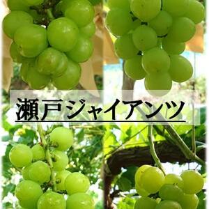 WG-1 花笑み農園 訳あり『瀬戸ジャイアンツ』約１ｋｇ＜9月下旬～発送＞　