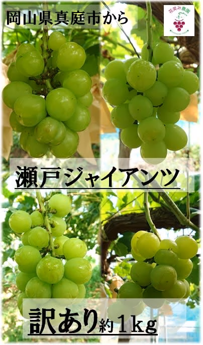 WG-1 花笑み農園 訳あり『瀬戸ジャイアンツ』約１ｋｇ＜9月下旬～発送＞　