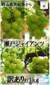 WG-1 花笑み農園 訳あり『瀬戸ジャイアンツ』約１ｋｇ＜9月下旬～発送＞　