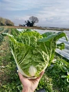 【無化学肥料·無化学農薬】お鍋セット！白菜と大根丸々一つと葉物野菜