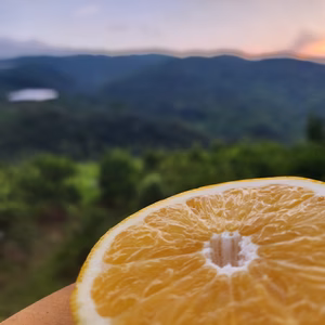 雨降り限定セール　超！完熟河内晩柑　梅雨をぶっとばせ！！　