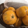 2個だけ追加限定訳あり石地みかん！みかん好きがレア品種石地この時期に！？