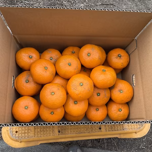  みかん　L 2L  無農薬　自然肥料　除草剤不使用　