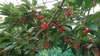 【予約品】山形県寒河江市産さくらんぼ【紅秀峰】フードパック1７0㌘ｘ６