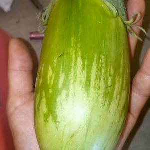 緑ナス　自家採種　