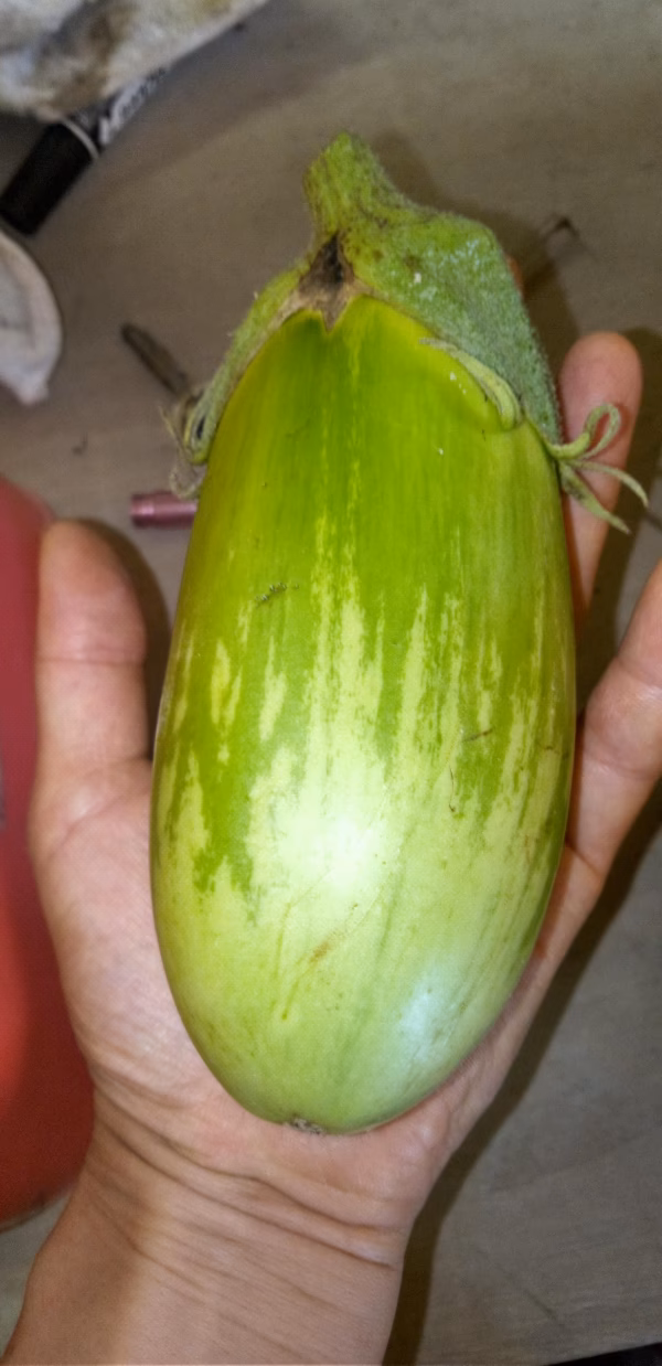 緑ナス　自家採種　