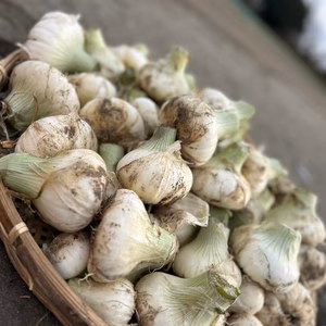 【訳あり】採れたて砂付き！静岡県浜松市産　サラダオニオン　5kg